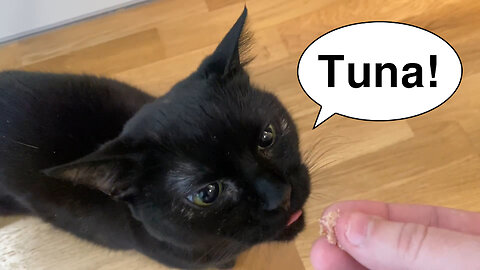 Vilma Cat Wants Just One Pinch of Tuna