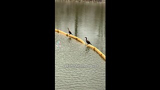 Ducks contemplating life