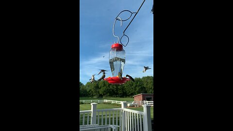 Hummingbird Frenzy