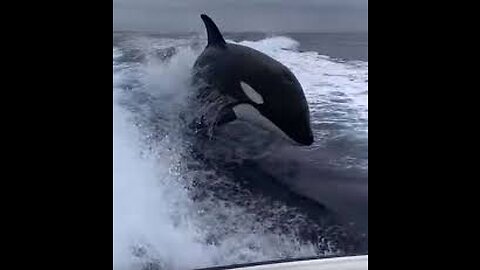 Killer whales chase down boat at full speed