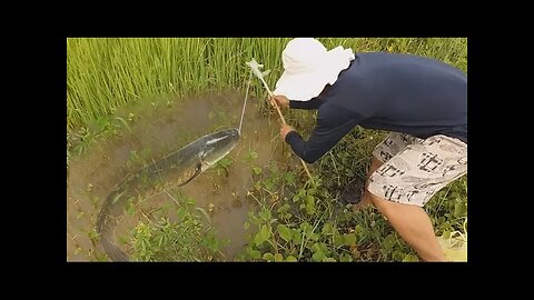 Wow Big Fish | Catching Fish by fishing on rice field in Cambodia | PS Daily Fishing (Part 01)