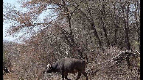 No Bull Water Buffalo on the Loose in Iowa