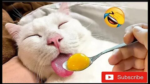 funny animal videos 2024||Funniest Animals🤣🤣🤣