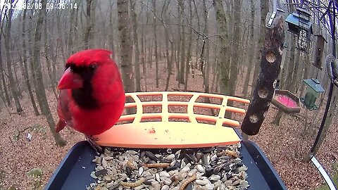 BirdKiss AI Smart Bird Feeder HD Video Example - Northern Cardinal