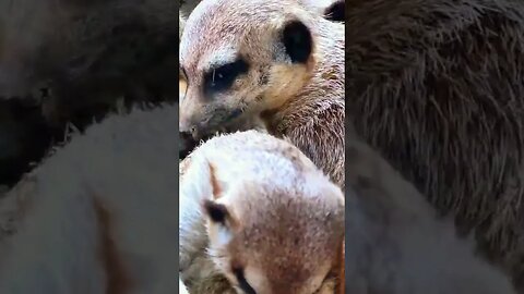 Cute Meerkats, We Are Family Music Video