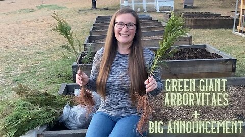 Green Giant Arborvitae | BIG Announcement