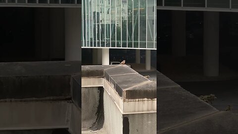 House Sparrow On Ledge