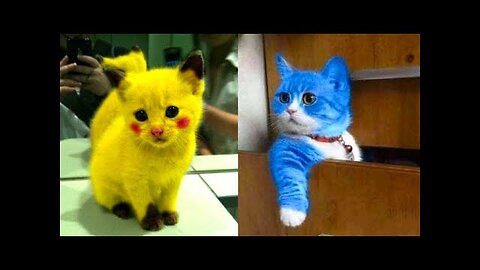 1 HOUR FUNNY CATS COMPILATION 2023😂| Best Of The FUNNIEST Cats Videos In 2023 😂