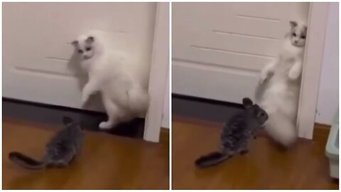 "Mouse Takes on Cat: Epic Battle for Dominance"