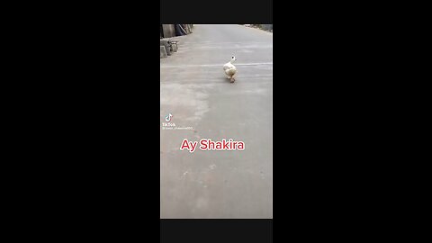 This duck is walking like model