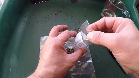 Japanese Black Pine (pinus thunbergii). Seed soaking and Stratification method.