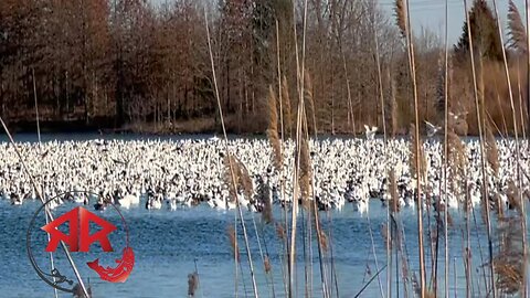 Awesome Snow Geese Aerial Display