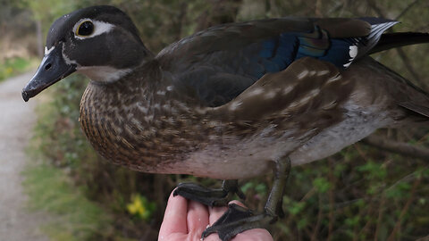 Duck Flies To My Hand