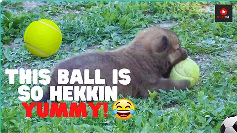 Cute Puppy playing ball and loving squeaky sound