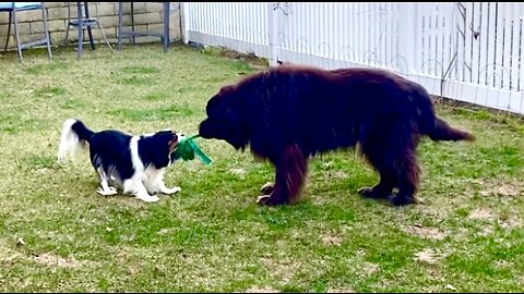 Giant Newf plays ever so gently with Cavalier