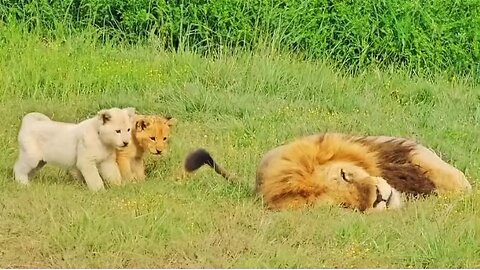 Cub vs lion tail play 🤣 I guess not other animal can tease a lion this much