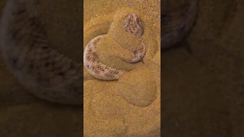 Víbora do deserto se enterrando na areia