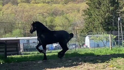 Spartan is a six year old Percheron stallion