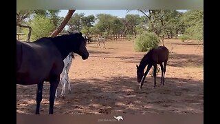 Check out these playful horses