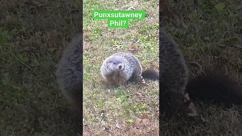 Groundhog Day is Near 😎#punxsutawneyphil, 🧐#groundhog 🗓️ #prepperboss #shorts #groundhogday