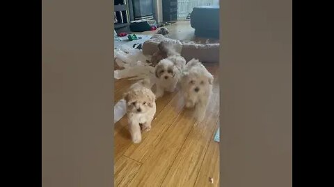 Puppies snitch on Fellow Puppy for Toilet Paper Mess