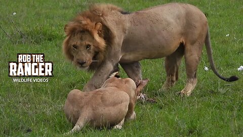 Lion And Lioness Finishing A Meal | Maasai Mara Safari | Zebra Plains