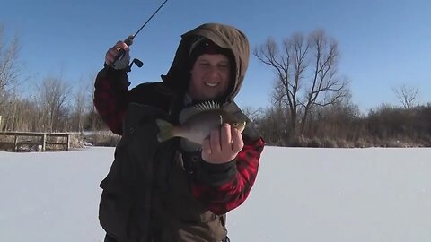 Big Bull Bluegill in Illinois