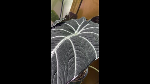 Black velvet Alocasia