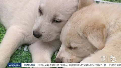 Local shelter dogs playing in this year’s Puppy Bowl