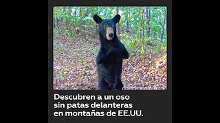 Graban a un oso sin patas delanteras en Virginia Occidental