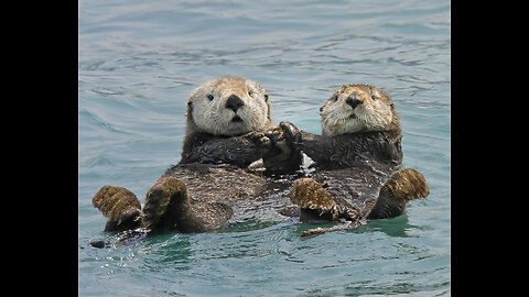 "Why Otters Hold Hands While Sleeping" - Simply Amazing !