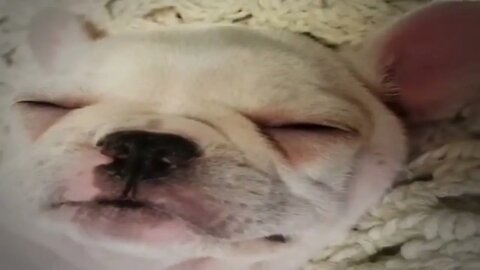 Adorable Frenchie puppy sleeps in cutest possible way