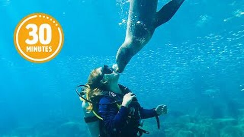 BEST Ocean Videos 🐳 | Compilation