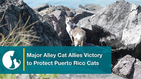 Major Alley Cat Allies Victory in Fight to Save Cats in Puerto Rico