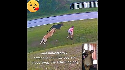 Doggie Protect the little boy to the attack of other dog #2