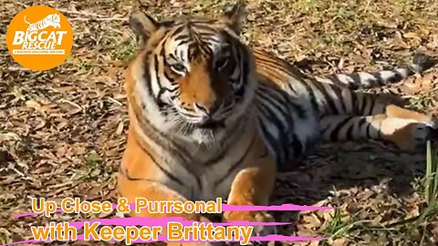 Big Cat Rescue LIVE Q&A with Brittany at Big Cat Rescue 02 06 2023