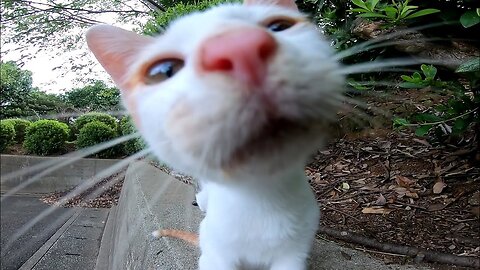 Kittens in the parking lot are too cute