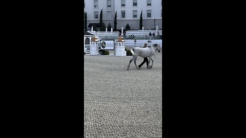 Arabian horse show