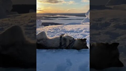 🤩🐶#husky #huskylife #puppylove #puppytiktok #dogs #animal #happy #foryou #finland #shorts