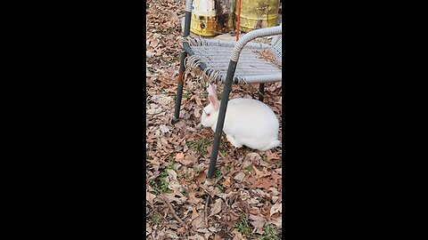 🐰Happy New Year passeio for Bunnyzão 🐇 free roaming in our backyard on Feb. 1, 2024