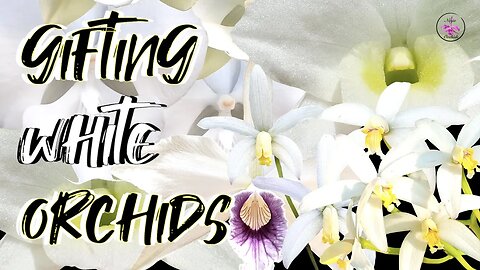 Gifting Orchids BUT the RIGHT Way | A Message within a Message Orchid Blooms & COLOR #ninjaorchids