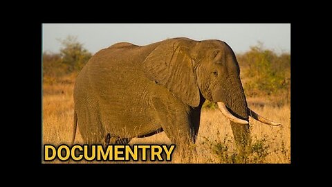 English Documentry of elephant