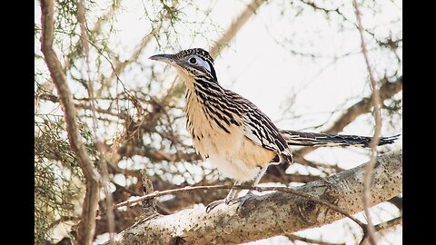 5 Fun Facts About The Lesser Roadrunner