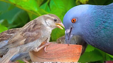 Sharing is Caring: The Pigeon and Sparrows Edition