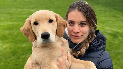 Our New Golden Retriever Puppy: The First 3 Months at Home