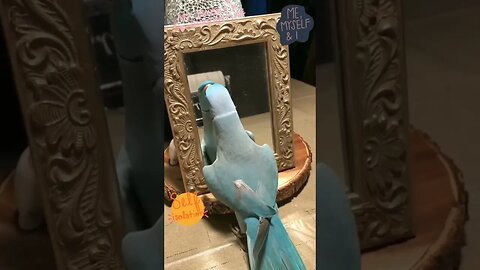 He fall in love with himself l #shorts l #talkingparrot l @BikisAviary