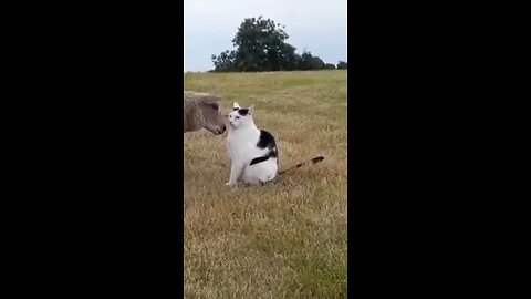 Funniest Cats and Dogs Video🐕🐈211 #shorts