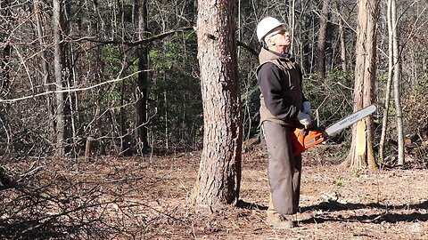 SAWING DOWN THE LARGEST REMAINING TREES FOR THE NEW SAWMILL:KILN | OFF GRID HOMESTEAD