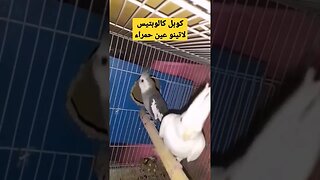 كوبل كالوبتيس لاتينو عين حمراء روعة