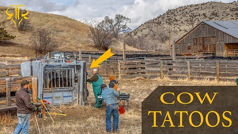 Cattle Ranching Tattoos ( THE BRUCELLOSIS MARK! )